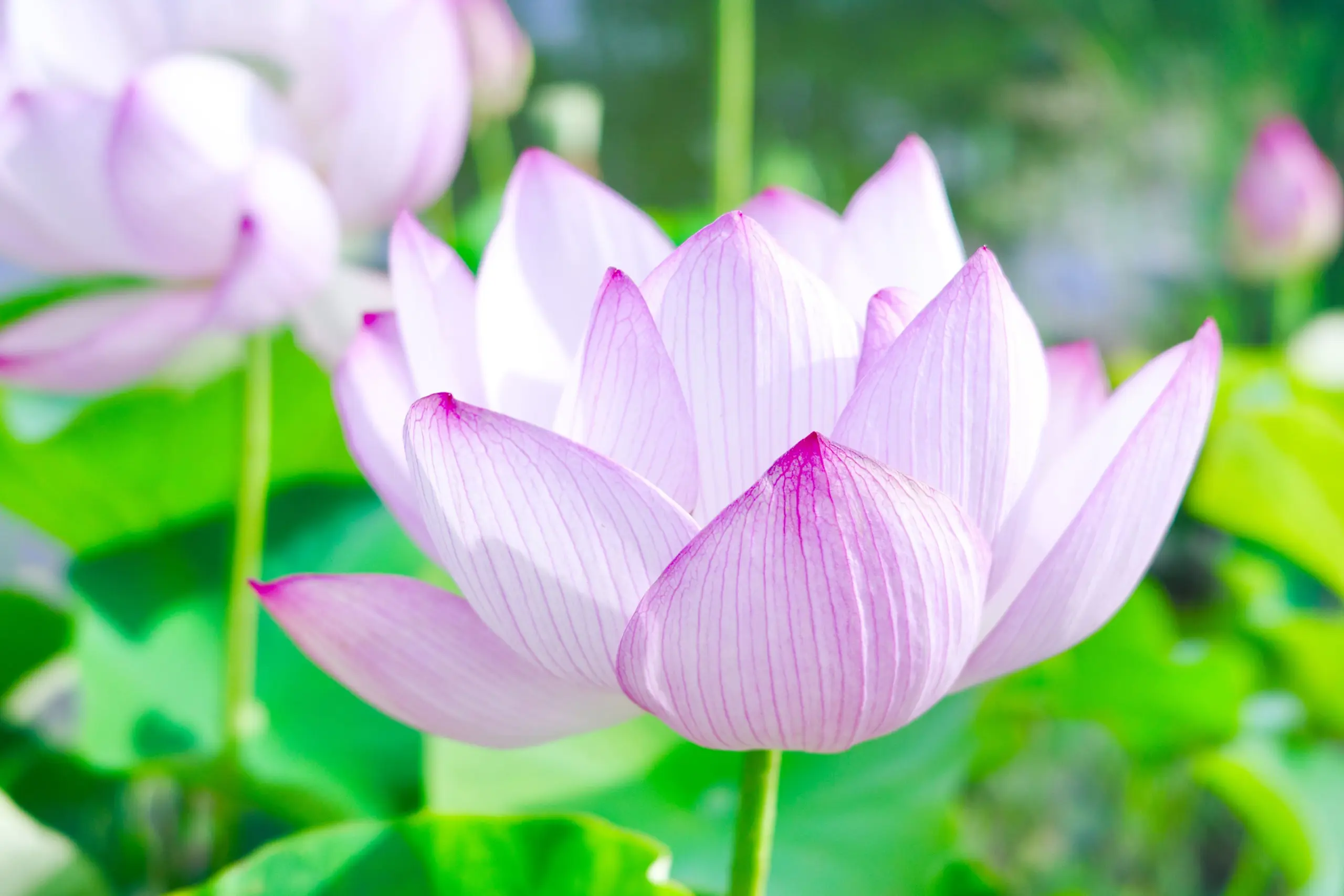 蓮の花